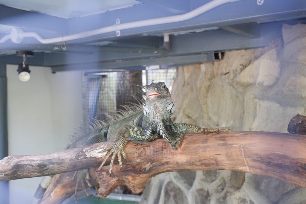 Iguana di Grand Rohan Jogja